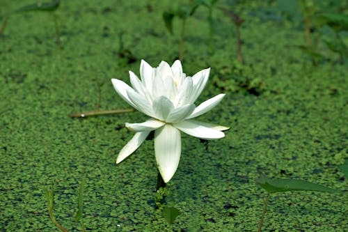 Close-Up Shot of a White Lotus Flower in Bloom