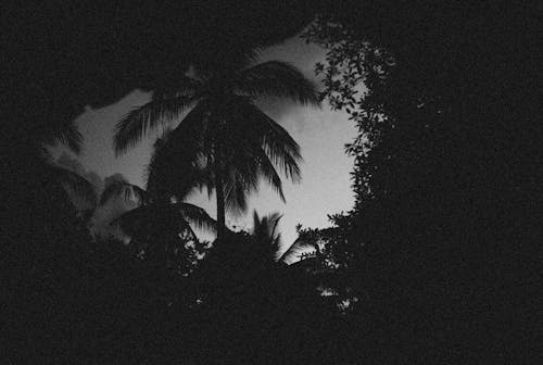 Gratis stockfoto met eenkleurig, grayscale, kokosboom