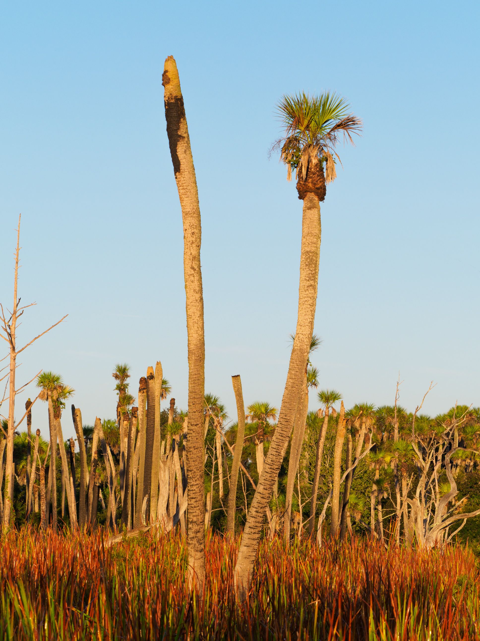 Tall palm trees standing majestically in a sunlit countryside field, showcasing summer's vibrant nature.