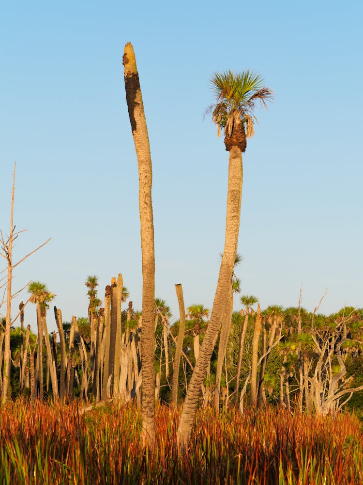 Palm Trees Without Leaves In Field