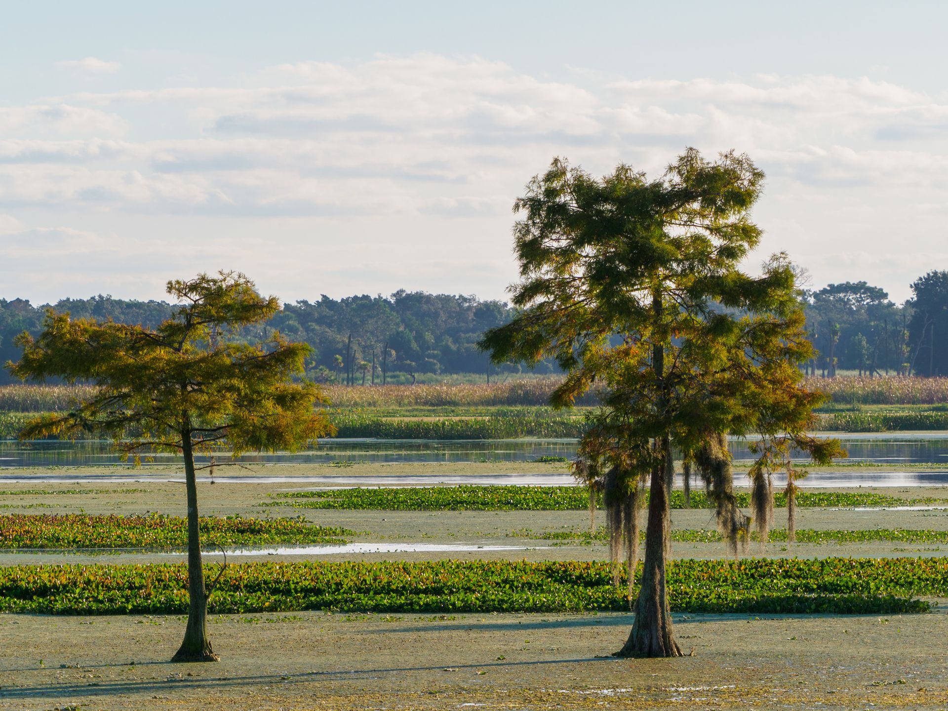 Tranquil wetland scene with cypress trees and lush vegetation under a bright sky.
