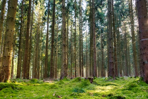 Gratis Immagine gratuita di alberi, boschetto, bosco Foto a disposizione