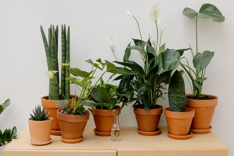 small air plants arranged on a wooden stand
