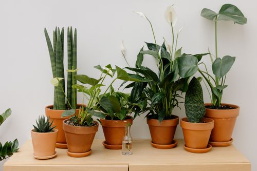 Free A collection of potted plants arranged on a wooden shelf, providing a natural touch to indoor decor. Stock Photo