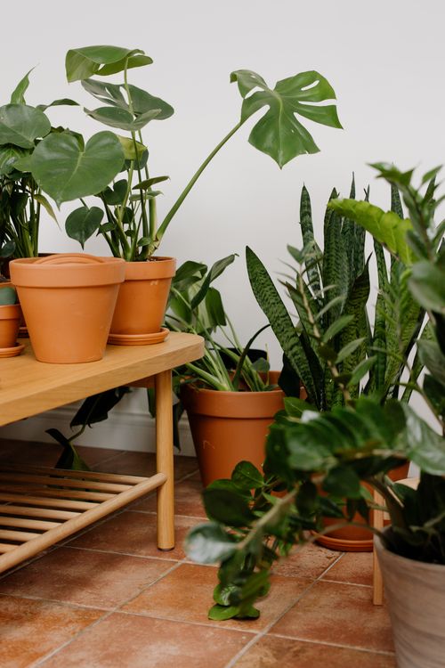 Free A collection of houseplants in terracotta pots on a wooden shelf, perfect for home gardening inspiration. Stock Photo
