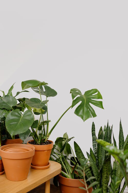 Healthy Indoor Plants in Clay Pots