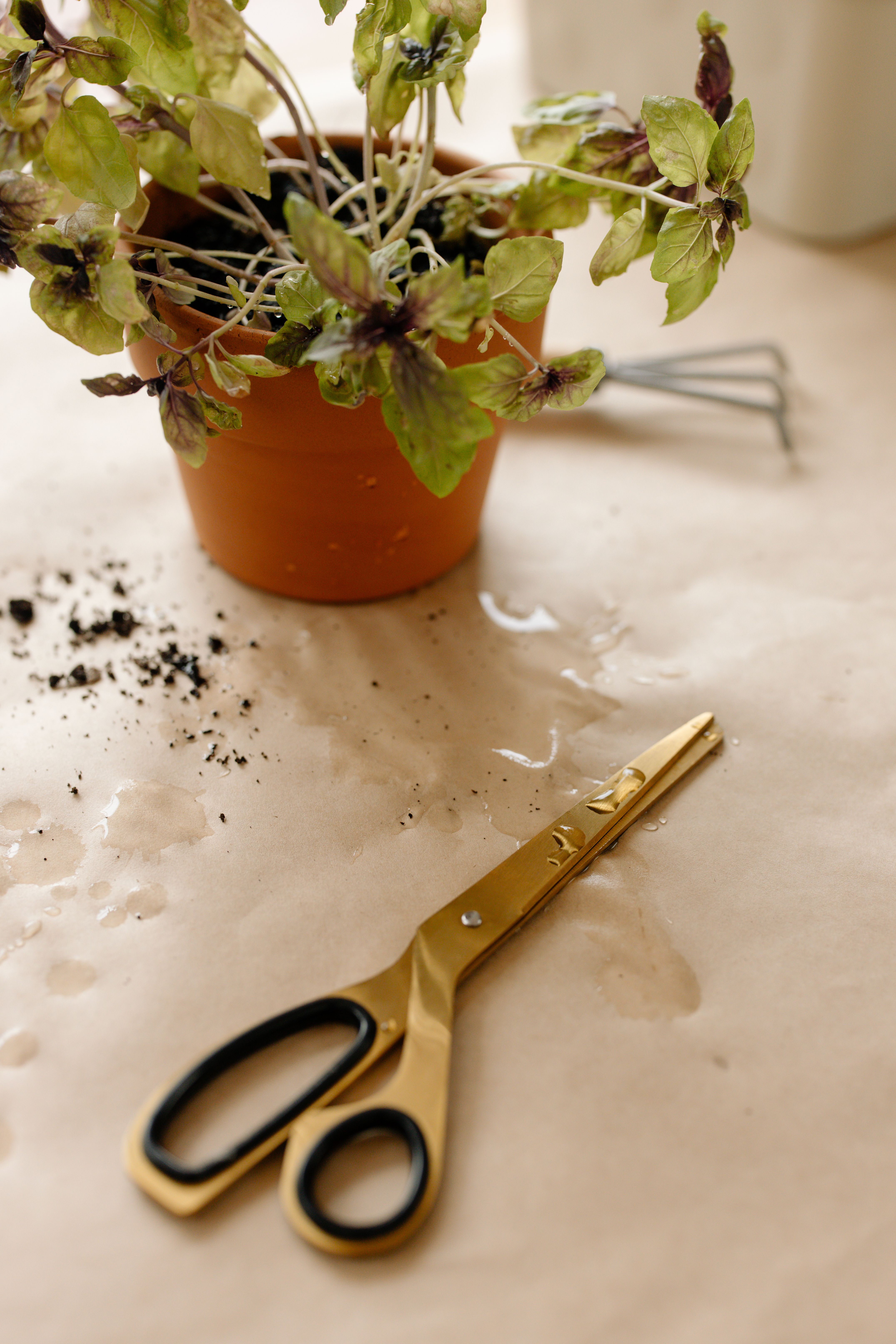 5-Blade Herb Scissors