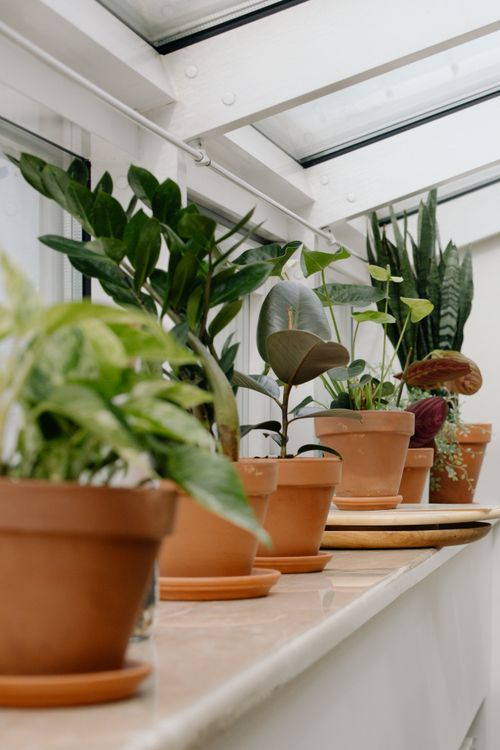 Free A variety of houseplants in clay pots on a windowsill, showcasing indoor gardening. Stock Photo