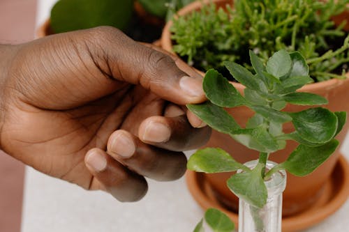Person Holding Green Plant in Close-up Shot 