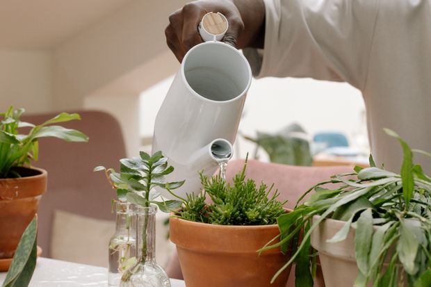 Pessoa cuidando de plantas em vasos dentro de casa