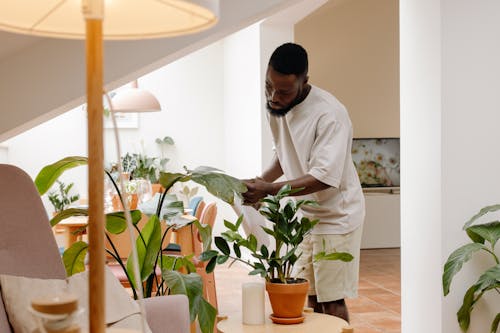 Gratis lagerfoto af afroamerikansk mand, indendørs plante, kraftværker