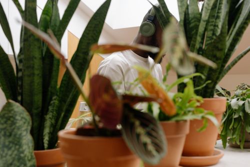 Free Young man with headphones among various houseplants in terracotta pots. Stock Photo