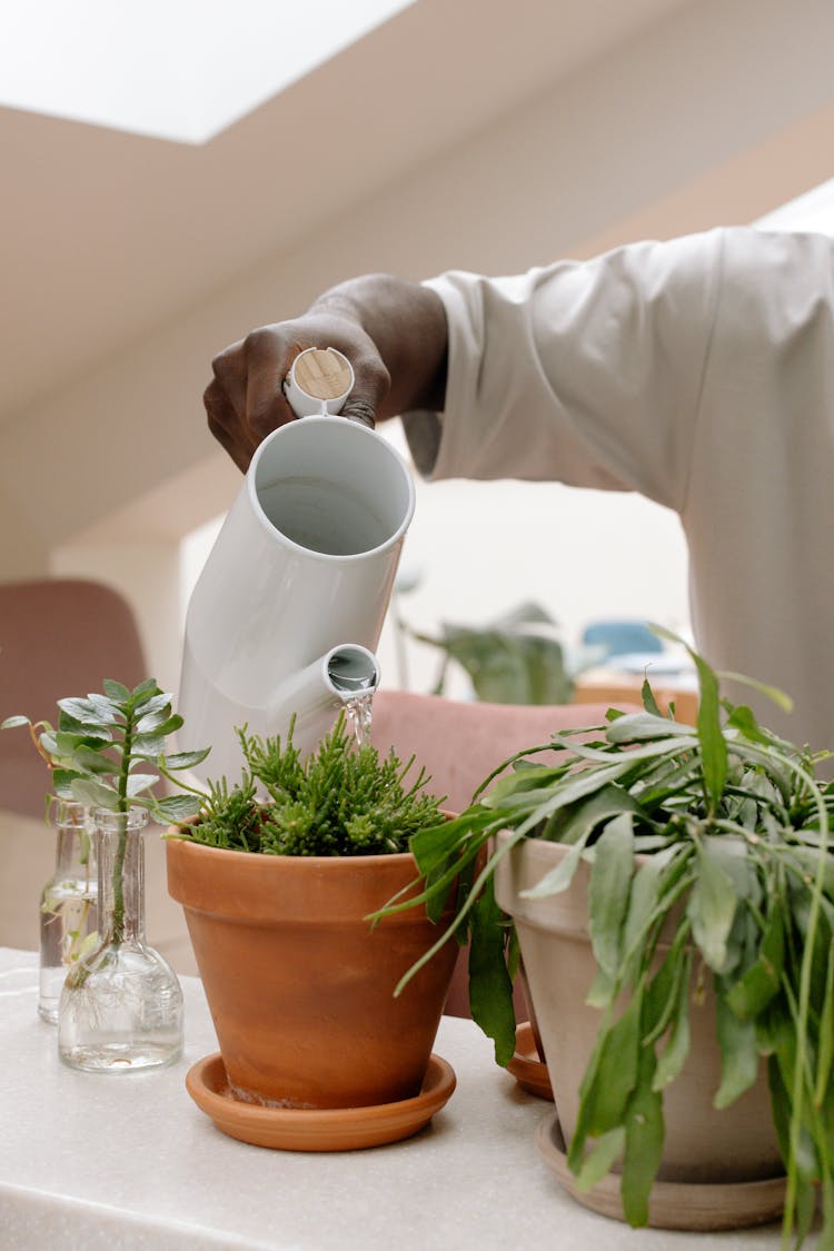 A Person Watering The Plants