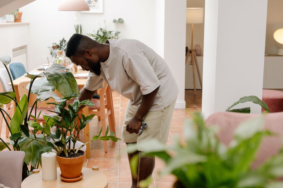 para que serve planta dentro de casa