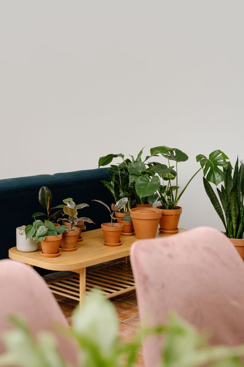 Free A collection of diverse houseplants arranged on a wooden table for indoor decor. Stock Photo