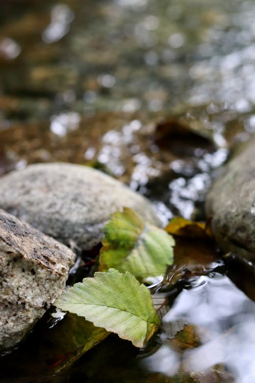 Foto profissional grátis de acampamento, água, beleza na natureza