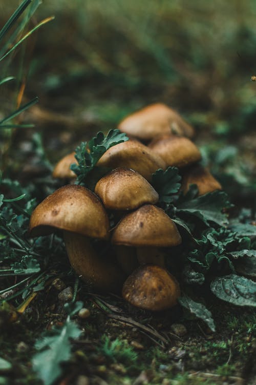 Close-Up Shot of Mushrooms 