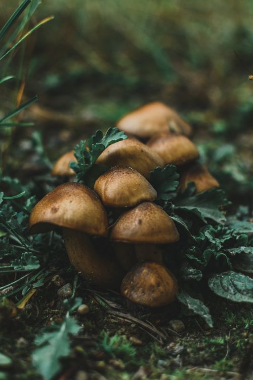 Free Close-up of brown wild mushrooms and green foliage in a forest setting. Stock Photo