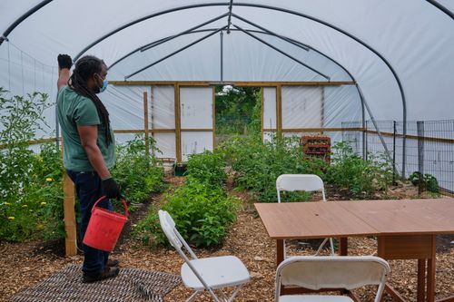 Free A dedicated gardener working inside a leafy urban greenhouse tending to plants. Stock Photo