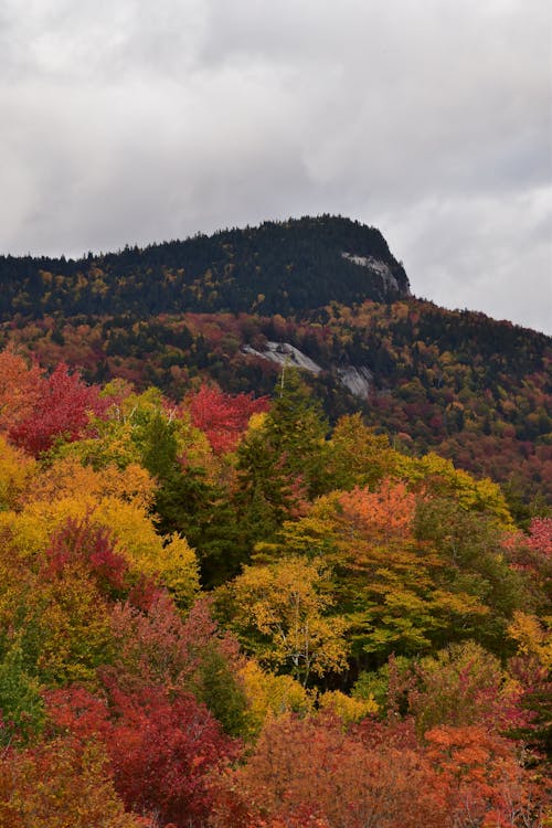 Darmowe zdjęcie z galerii z drzewa, góra, jesień