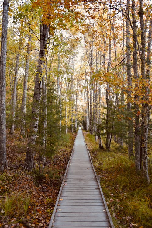 Immagine gratuita di alberi, autunno, foresta