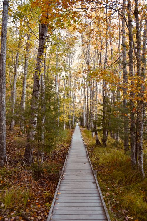 Free Explore the vibrant fall foliage along a peaceful wooden footpath in Bar Harbor, ME. Stock Photo