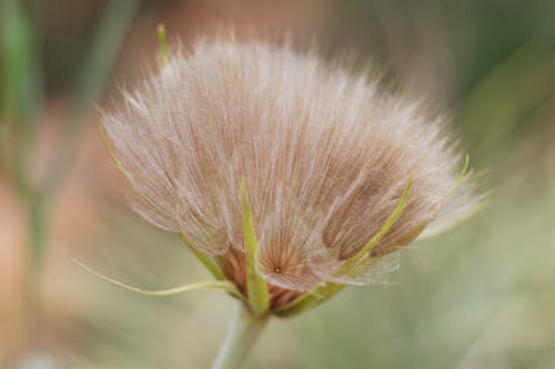 Foto d'estoc gratuïta de cap de llavors, llavors, planta