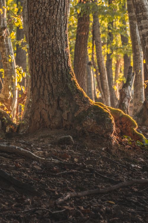 Free Moss-covered tree trunks in a sunlit Romanian forest, capturing nature's autumn serenity. Stock Photo