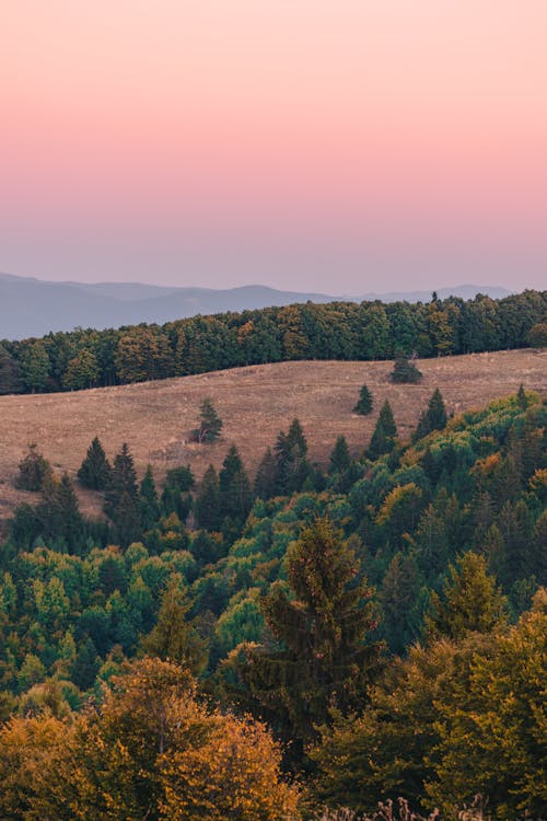 Immagine gratuita di alba, alberi, cielo