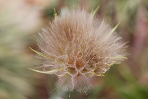 Foto d'estoc gratuïta de cap de llavors, llavors, planta