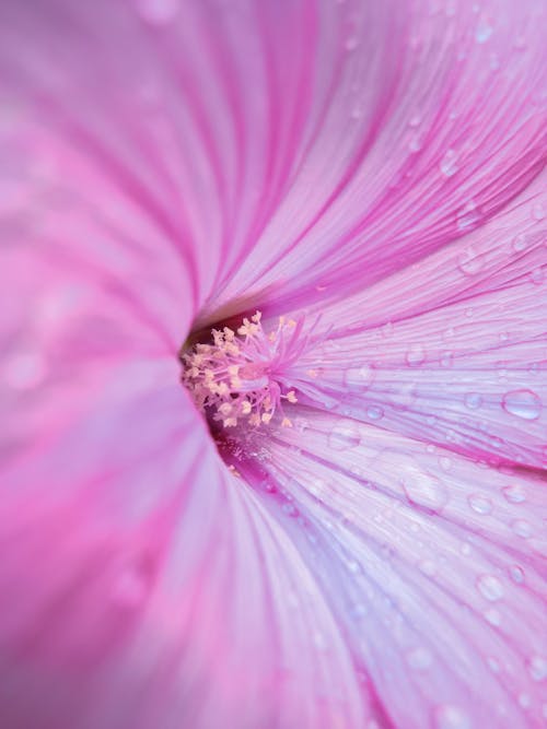 คลังภาพถ่ายฟรี ของ การถ่ายภาพดอกไม้, การถ่ายภาพมาโคร, ดอกไม้สีชมพู