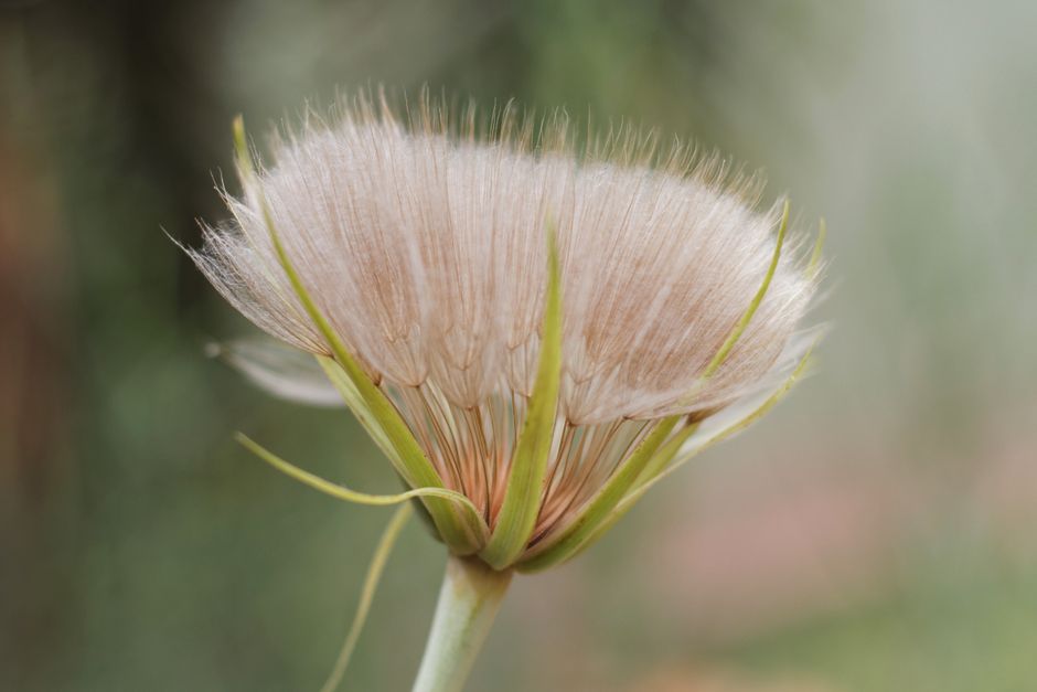 Salsify at the Roundhouse