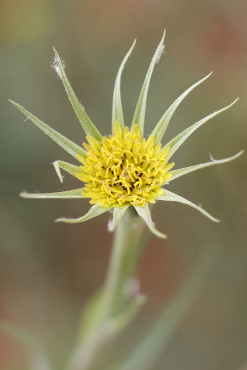 Foto d'estoc gratuïta de flor, flor groga, groc