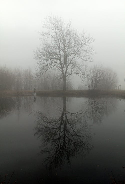 Free stock photo of fog, mist, nature