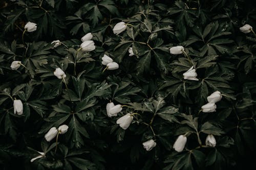 흰 꽃잎 꽃의 사진