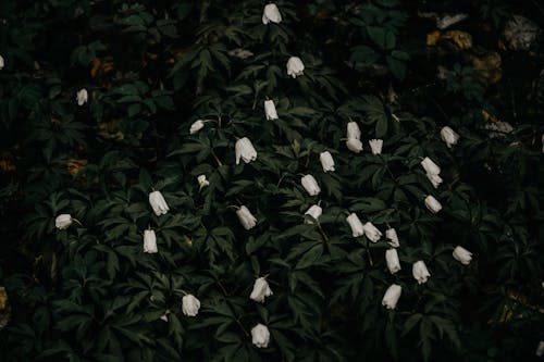Green Leaf White Flowers