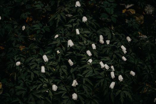 深绿色树叶间，一朵忧郁的白雪莲花静静绽放，唤起了春日花园宁静而神秘的氛围