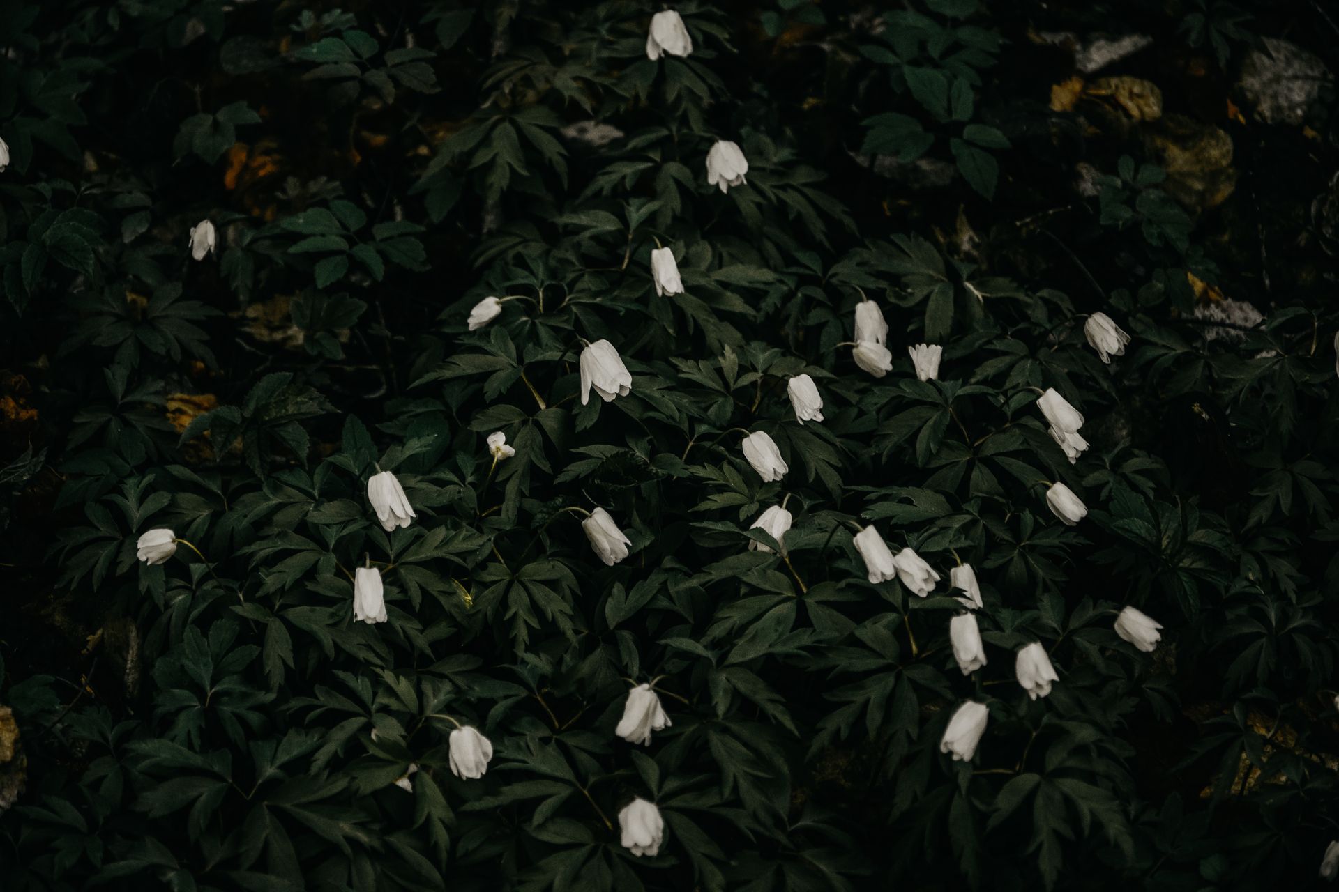 A moody capture of white snowdrop flowers against dark green foliage, evoking a serene and mysterious spring garden ambiance.