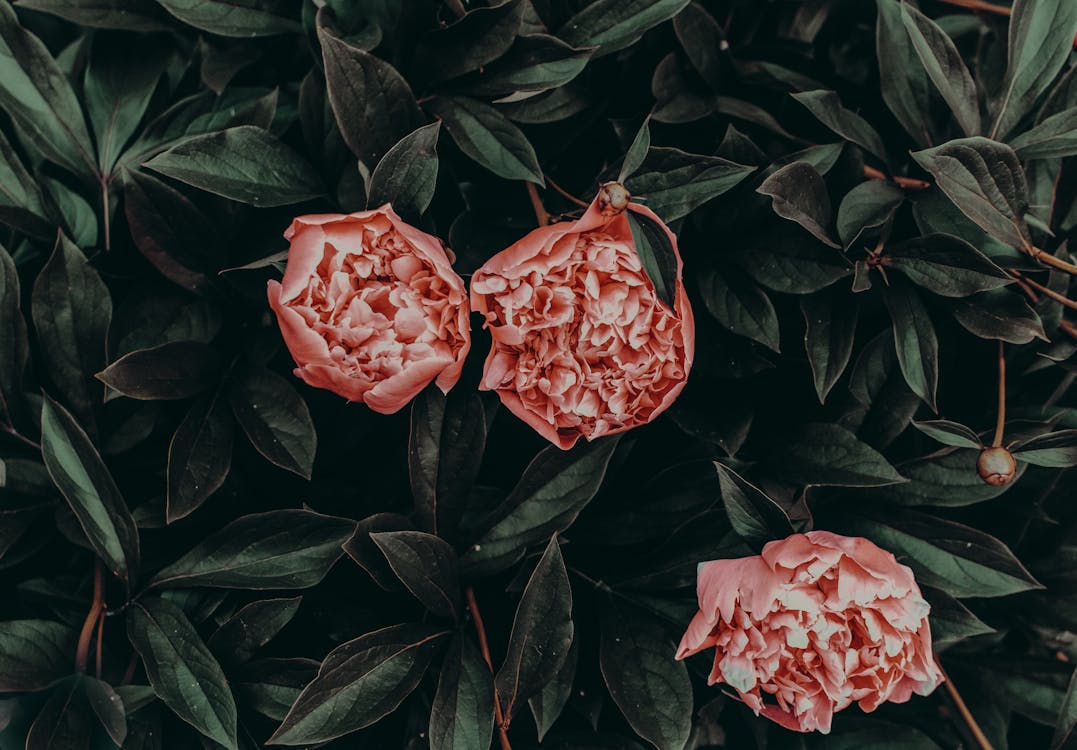 Pink Flowers With Green Leaves