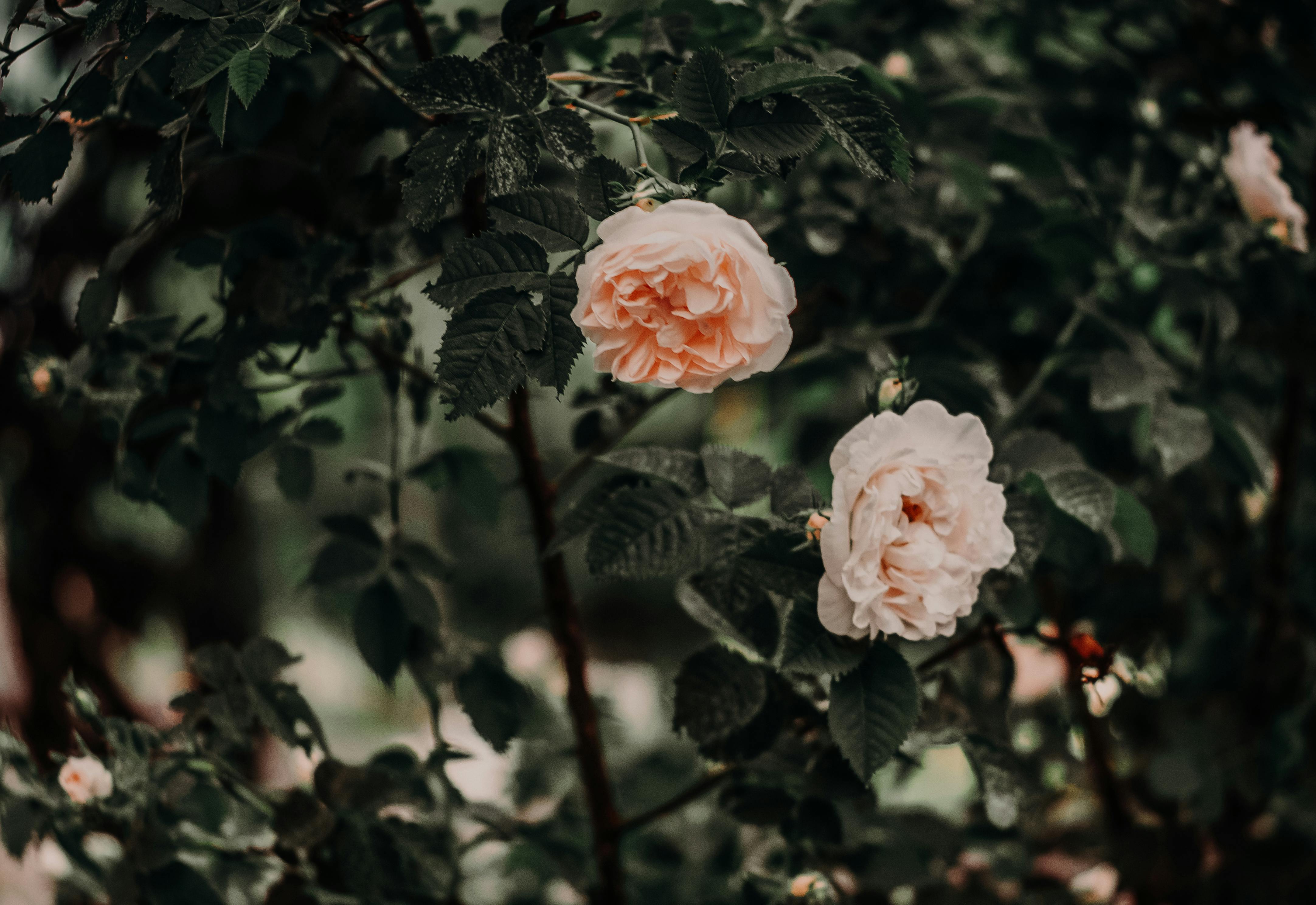 粉红玫瑰在深绿色树叶中盛开的特写，捕捉自然之美