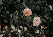 粉红玫瑰在深绿色树叶中盛开的特写，捕捉自然之美