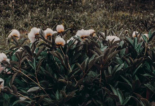 Foto De Flores Com Pétalas Brancas E Laranja