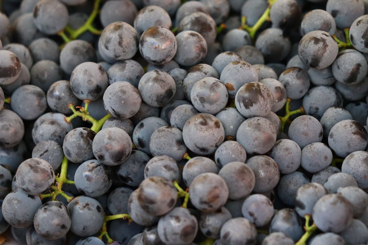 Grapes