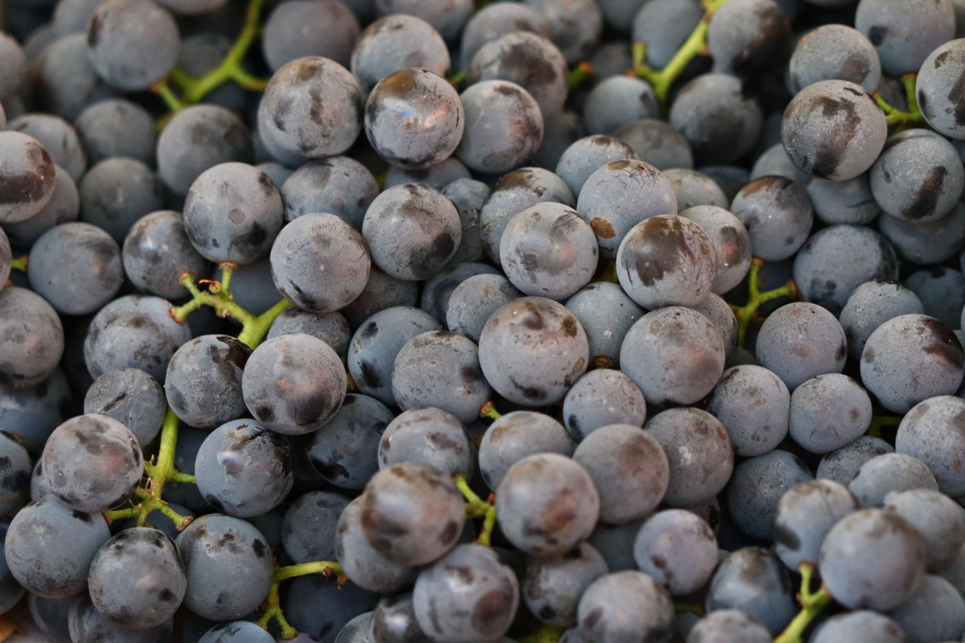 Fresh grapes