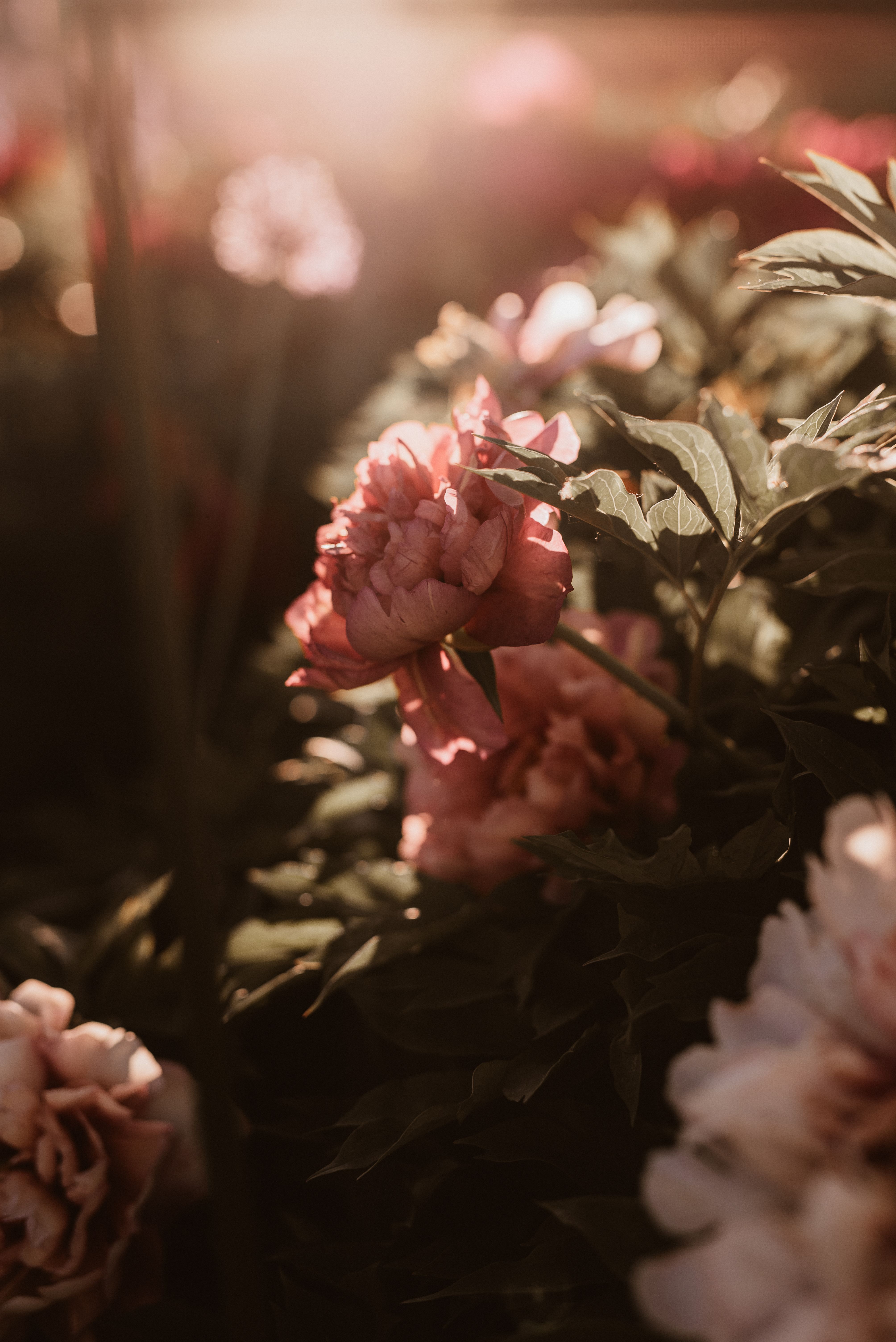 What Flowers To Plant In June Photos, Download Free What Flowers To