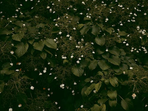 De franc Foto d'estoc gratuïta de flora, flors blanques, fons de pantalla Foto d'estoc