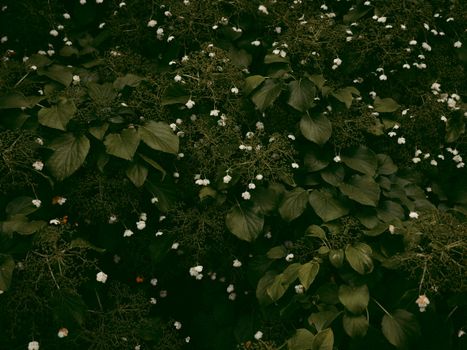 Dense dark green leaves with scattered small white flowers. Ideal for nature-themed backgrounds.