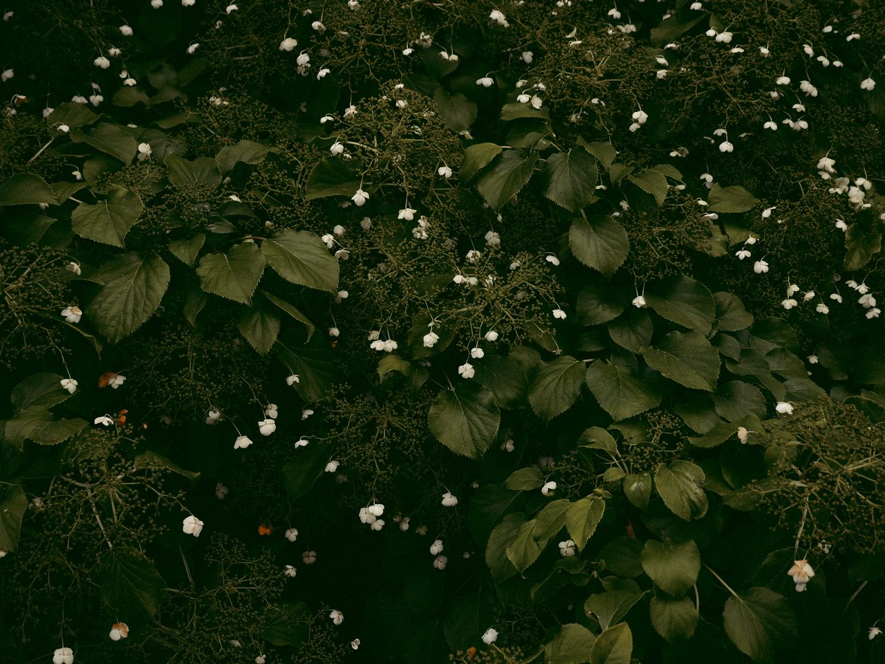 dense dark green leaves with scattered small white flowers ideal for n