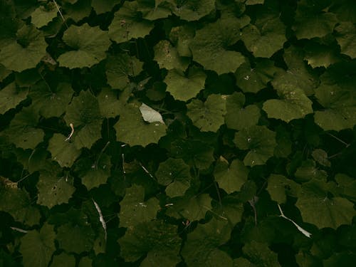 Darmowe zdjęcie z galerii z fotografia roślin, roślina, świeży