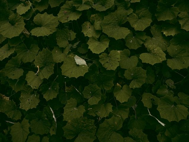 Virgilia (plant) Care, Growth, and Simple Maintenance Tips